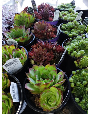  4" Assorted Hens & Chicks (Sempervivium)