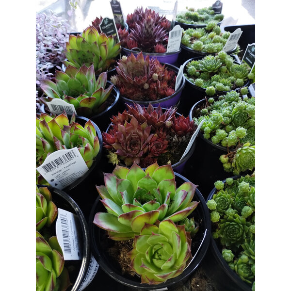 4" Assorted Hens & Chicks (Sempervivium)