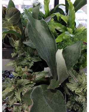  4" Assorted Fern