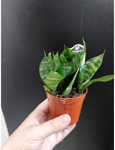  2.5" Sansevieria, Hahnii Birdsnest