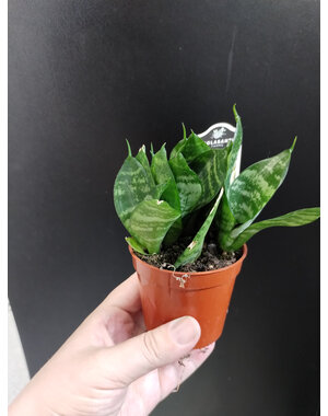  2.5" Sansevieria, Hahnii Birdsnest