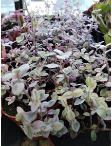  2.5" Tradescantia, Pink Panther