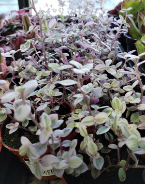  2.5" Tradescantia, Pink Panther