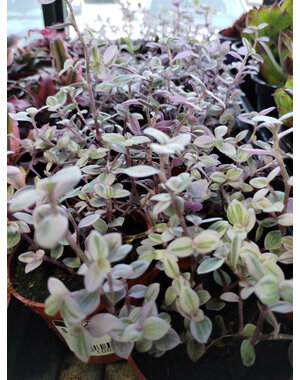  2.5" Tradescantia, Pink Panther