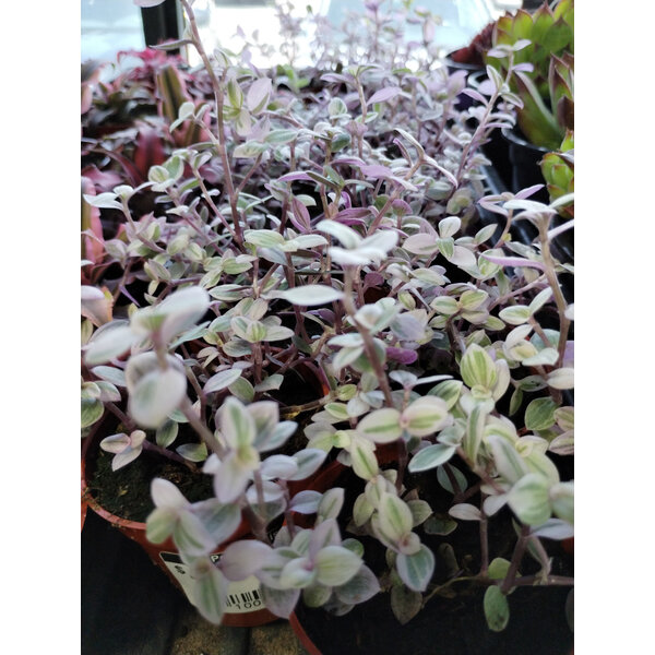 2.5" Tradescantia, Pink Panther