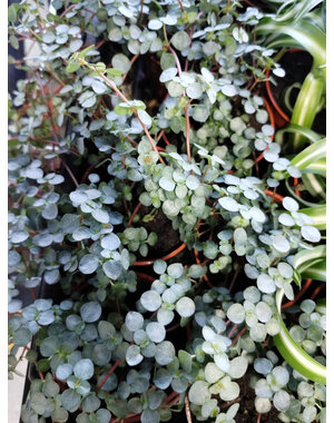  2.5" Pilea Glauca
