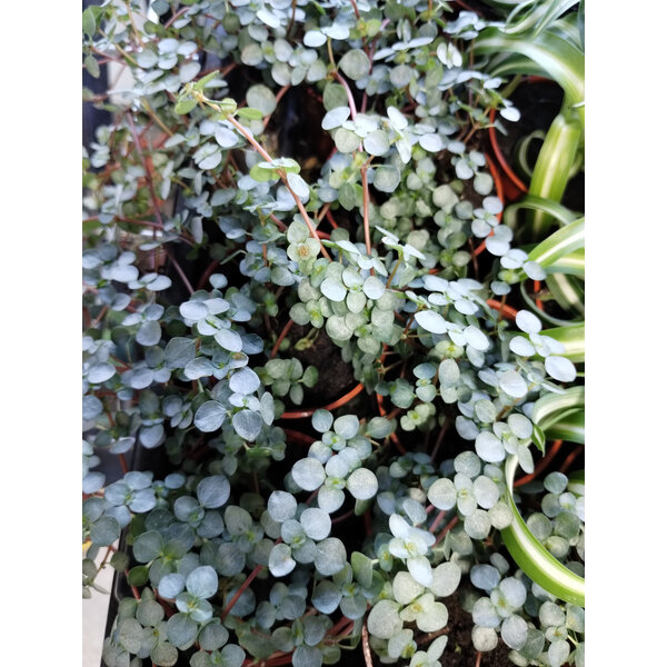 2.5" Pilea Glauca