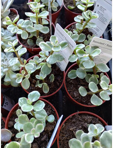  2.5" Succulent, Elephant Bush