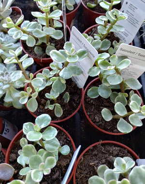  2.5" Succulent, Elephant Bush