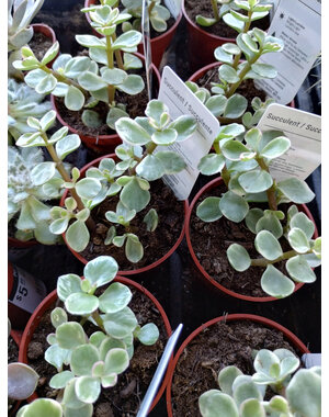  2.5" Succulent, Elephant Bush