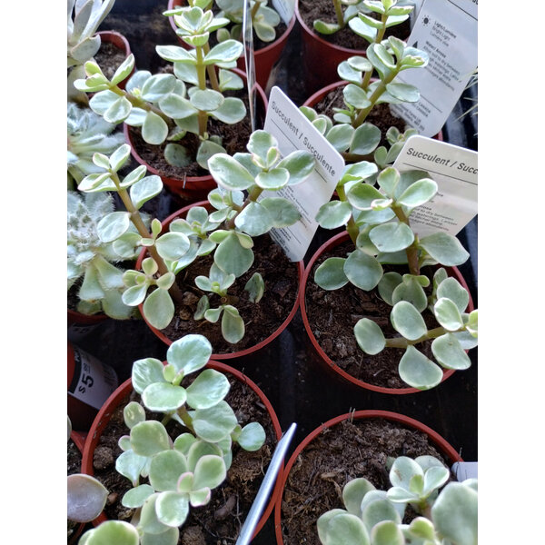 2.5" Succulent, Elephant Bush