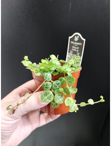  2.5" String of Turtles