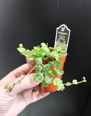  2.5" String of Turtles