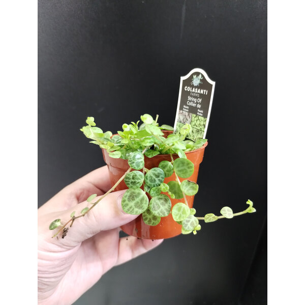 2.5" String of Turtles