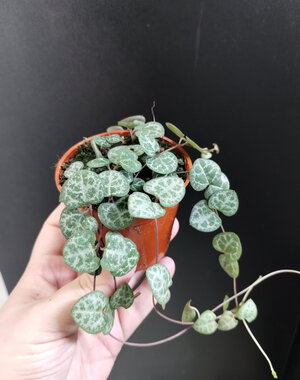  2.5" String of hearts