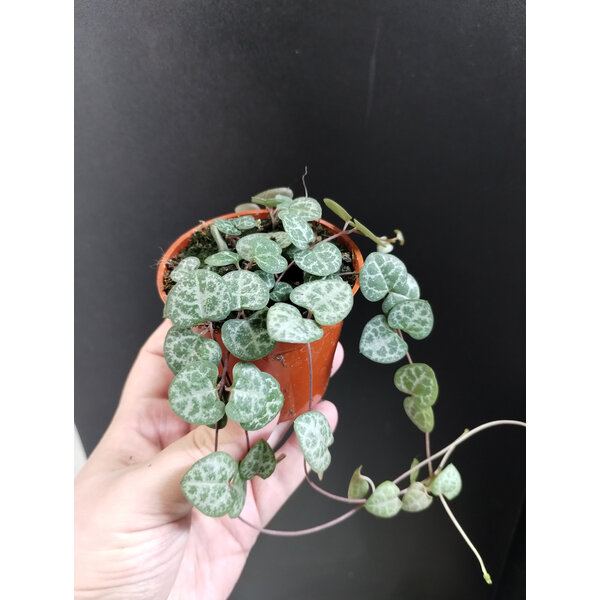 2.5" String of hearts