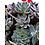 2.5" Assorted Succulent