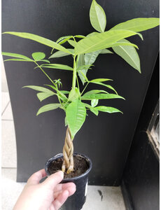  4" Pachira, Mini Money Tree
