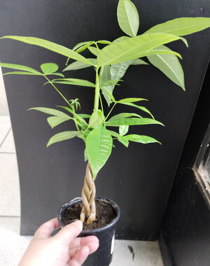  4" Pachira, Mini Money Tree