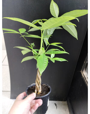  4" Pachira, Mini Money Tree