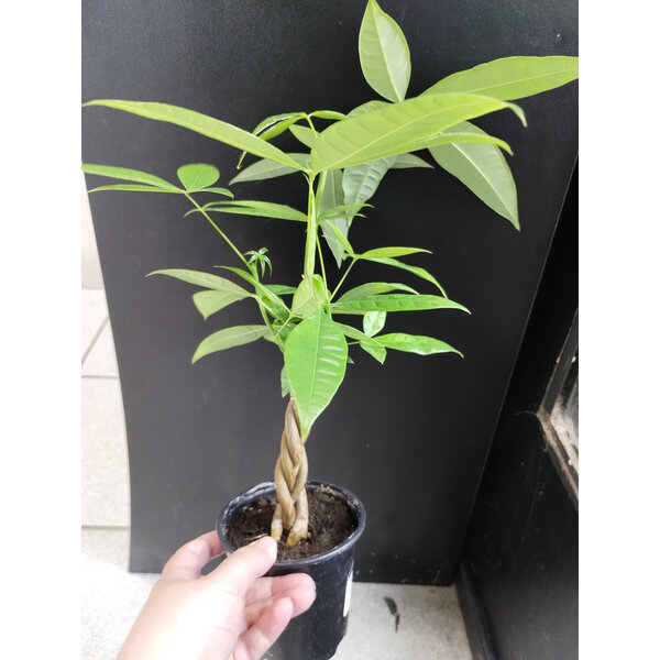 4" Pachira, Mini Money Tree