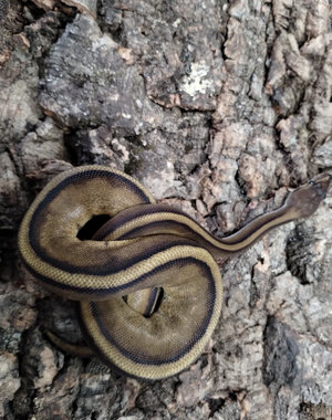 0.1 Red Stripe, Genetic Stripe Ball Python
