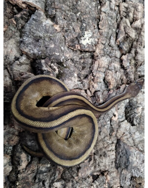  0.1 Red Stripe, Genetic Stripe Ball Python