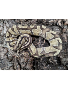  0.1 Enchi Cypress Fire Ball Python