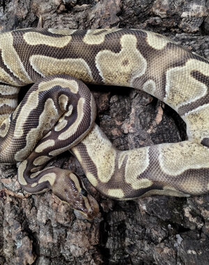  0.1 Enchi Cypress Fire Ball Python