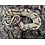 0.1 Enchi Cypress Fire Ball Python