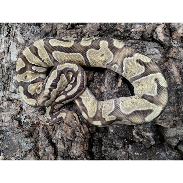 0.1 Enchi Cypress Fire Ball Python