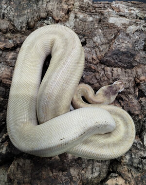 1.0 GHI Mojave Champagne Hurricane Ball Python
