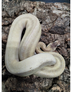  1.0 GHI Mojave Champagne Hurricane Ball Python