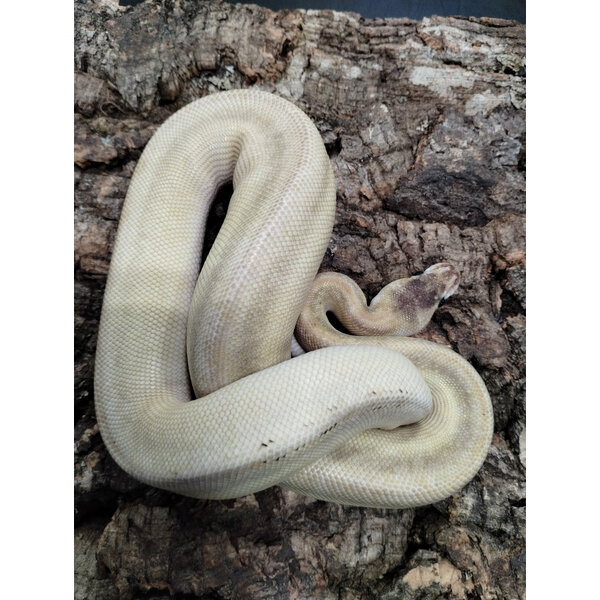 1.0 GHI Mojave Champagne Hurricane Ball Python