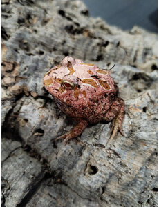  Strawberry Pacman Frog