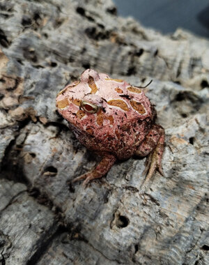 Strawberry Pacman Frog