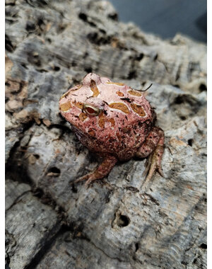  Strawberry Pacman Frog