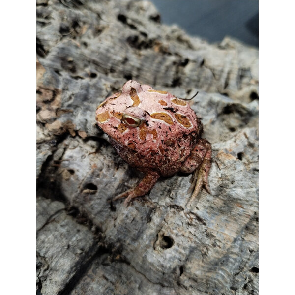 Strawberry Pacman Frog