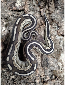  1.0 Cinnamon Mojave Ball Python