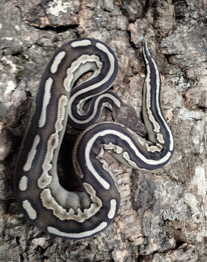 1.0 Cinnamon Mojave Ball Python