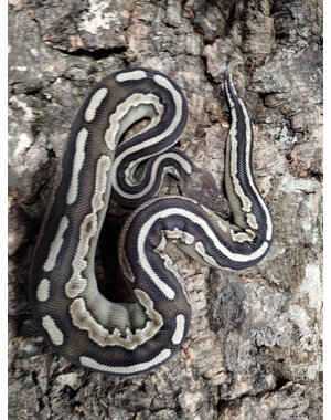  1.0 Cinnamon Mojave Ball Python