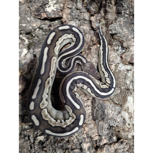1.0 Cinnamon Mojave Ball Python