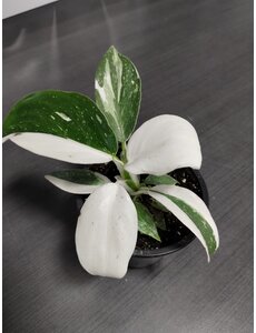 3.5" Philodendron White Wizard