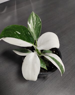  3.5" Philodendron White Wizard