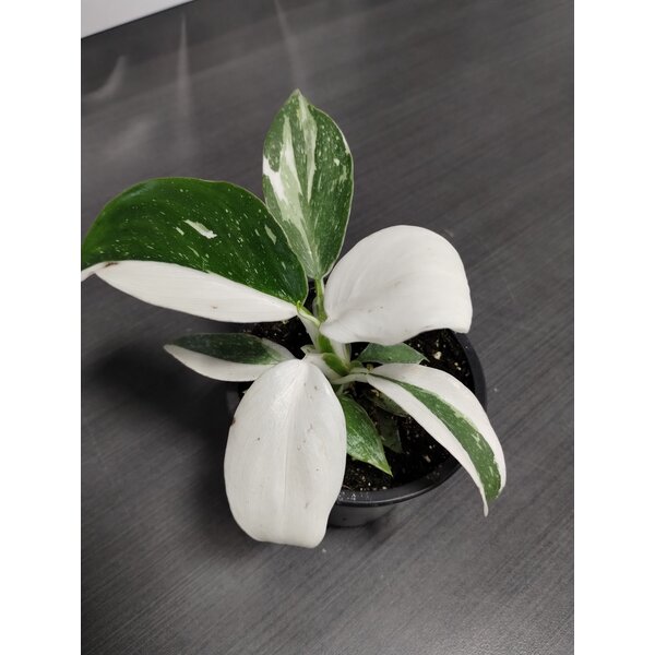3.5" Philodendron White Wizard