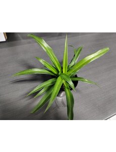  3.5" Spider Plant Green