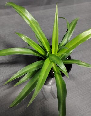  3.5" Spider Plant Green