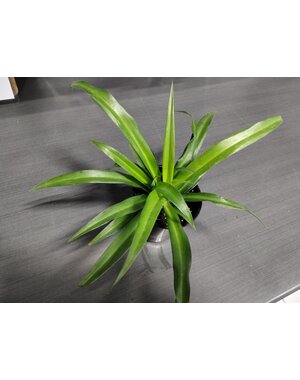  3.5" Spider Plant Green