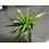 3.5" Spider Plant Green