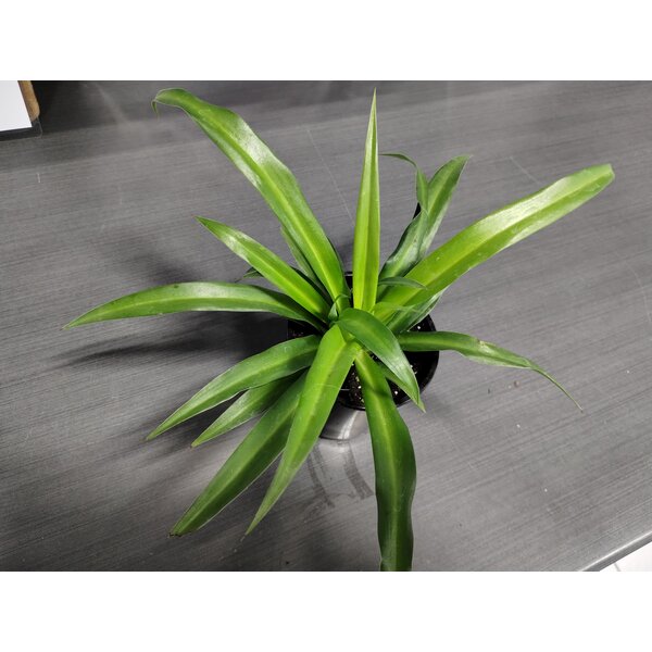 3.5" Spider Plant Green